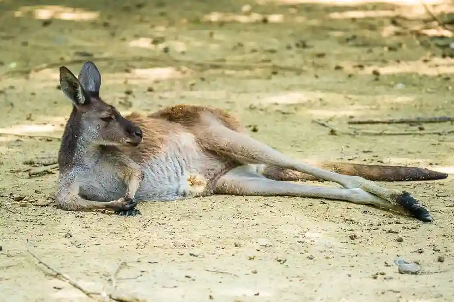 kangaroo