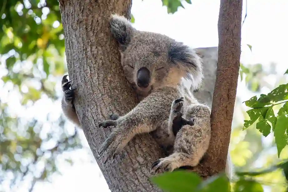koala